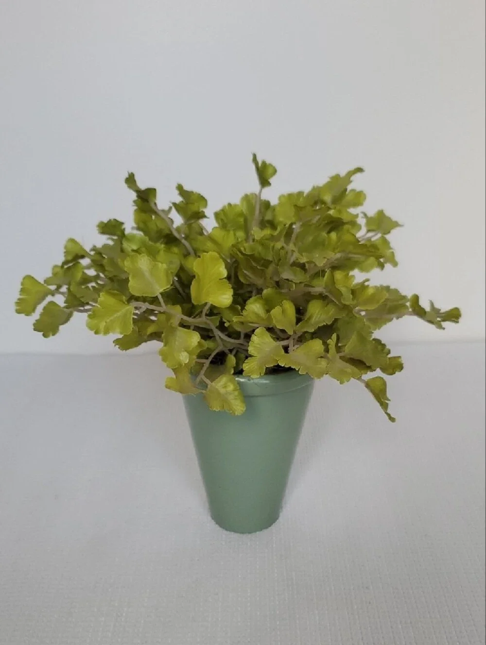 Artificial Gingko Plant in Pot - Home Accents Set of 2